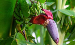 7 lý do nên ăn hoa chuối