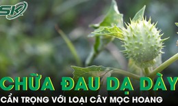 Cà độc dược chữa đau dạ dày, nhưng coi chừng ‘con dao hai lưỡi’
