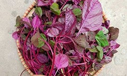 5 lý do để ăn rau dền ngay hôm nay