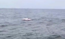 Đàn cá heo 'nhảy múa' ở vùng biển Đồ Sơn mang đến tín hiệu gì?