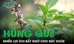 Ăn húng quế thường xuyên có thể mang lại nhiều lợi ích bất ngờ cho sức khỏe 