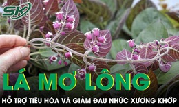 Loại lá mọc đầy vườn giúp hỗ trợ tiêu hóa và giảm đau nhức xương khớp 