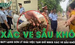 Quản lý thị trường Lạng Sơn lý giải việc tạm giữ 80kg xác ve sầu khô, yêu cầu giấy tờ nguồn gốc, xuất xứ