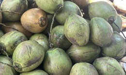 Uống nước dừa mỗi ngày cần biết điều này