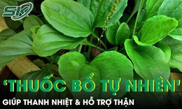 Cây mọc dại ven đường được ví như ‘thuốc bổ tự nhiên’ giúp thanh nhiệt và hỗ trợ thận