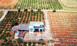 Thủ tục chuyển đất trồng cây lâu năm sang đất ở theo quy định mới