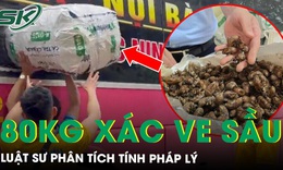 Tranh cãi vụ 80 kg xác ve sầu khô bị giữ ở Lạng Sơn: Luật sư phân tích tính pháp lý