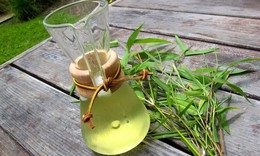 Bài thuốc chữa bệnh từ lá tre