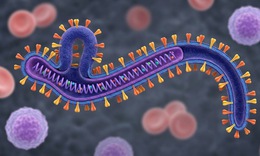 Ebola - tình trạng khẩn cấp mà WHO vừa công bố có lây qua quan hệ tình dục không?