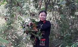 Lương y Lý Thị Mỹ Châu – Cố gắng gìn giữ bản sắc thuốc Nam của người Dao Ba Vì