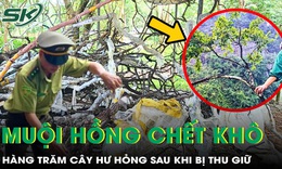 Hàng trăm cây muội hồng chết khô, không được ươm trồng sau khi thu giữ