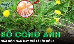 Rễ bồ công anh: ‘Thần dược’ giải độc gan hay chỉ là lời đồn?