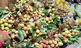 Tiểu thương lý giải giá vải tươi đầu mùa cao chót vót nhưng vẫn đắt hàng