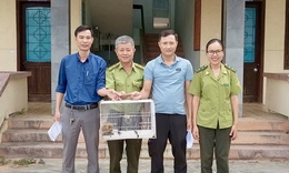 Phát hiện cá thể linh trưởng quý hiếm có 'vũ khí đặc biệt' trong cơ quan