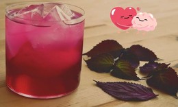 Uống nước lá tía tô có giảm mỡ máu không?