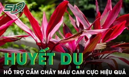 Huyết dụ - vị thuốc dân gian hỗ trợ chảy máu cam cực hiệu quả nếu dùng đúng cách