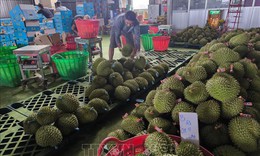 Giá sầu riêng giảm sâu, nông dân đối mặt thua lỗ