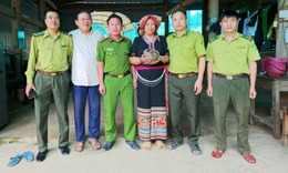 Phát hiện 'khách lạ' đi lạc vào vườn, người dân giao nộp tê tê quý hiếm