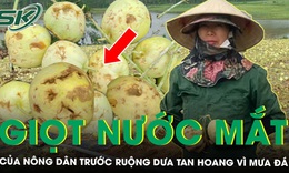 Đắng nghẹn giọt nước mắt của nông dân trước ruộng dưa tan hoang sau một đêm mưa đá