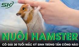 Nuôi chuột hamster, cô gái 30 tuổi mắc ký sinh trùng tấn công não
