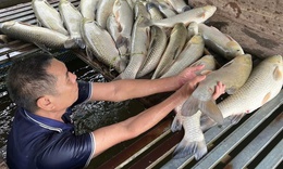 Cá chết hàng loạt trên sông Lam không phải dịch bệnh thông thường