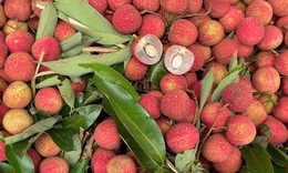 Nguyên nhân nào khiến giá vải tươi năm nay có giá cao chót vót?