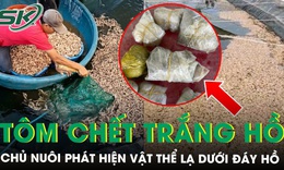 50.000 con tôm sắp thu hoạch bất ngờ chết trắng hồ, chủ nuôi tá hỏa phát hiện 8 túi đất đèn dưới đáy