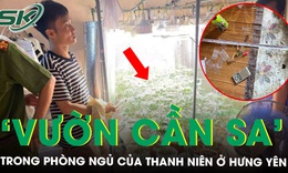 Phát hiện ‘vườn cần sa’ trong phòng ngủ ở Hưng Yên, thu giữ 35 chậu cây cùng dàn thiết bị hiện đại