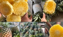 Dứa mật Pu Lau là dứa gì mà được nhiều người tiêu dùng ‘săn đón’ đến vậy?