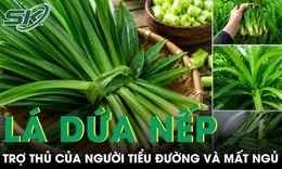 Loại lá rẻ tiền bán đầy chợ được ví như trợ thủ của người tiểu đường và mất ngủ 