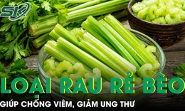 Loại rau rẻ bèo giúp chống viêm, giảm ung thư 