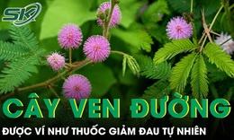Loại cây ven đường được ví như thuốc giảm đau tự nhiên cho người đau nhức xương khớp
