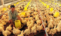 Từ 5/8, người chăn nuôi cần tránh những hành vi này kẻo bị phạt nặng