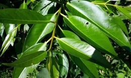 2 thời điểm tốt nhất để uống nước lá vối