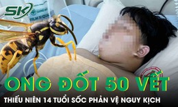 Bị ong vò vẽ đốt hơn 50 vết, thiếu niên 14 tuổi hoại tử, sốc phản vệ nguy kịch
