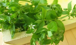 Tiềm năng làm đẹp từ rau xương cá