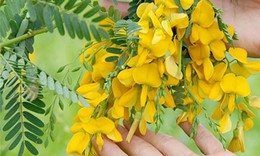 Tác dụng của bông điên điển với sức khỏe