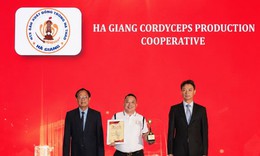 HTX Đông trùng hạ thảo Hà Giang: Nâng tầm dược liệu quý với giá thể sâu chít giàu dinh dưỡng