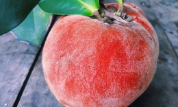Ăn quả hồng nhung có tác dụng gì?