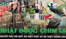 Nhặt được ‘cặp chim lạ’ bên đường, người phụ nữ mất ăn mất ngủ vì phát hiện nguồn gốc đặc biệt