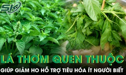 Loại lá thơm quen thuộc giúp giảm ho, hỗ trợ tiêu hóa ít người biết 