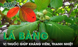 Lá bàng mọc đầy đường được ví như thuốc quý giúp kháng viêm, thanh nhiệt 