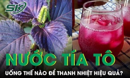 Uống nước tía tô mùa nắng nóng thế nào để thanh nhiệt hiệu quả 