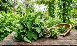 5 lợi ích của rau đay đối với sức khỏe