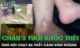Nghe cháu trai 3 tuổi khóc thét, ông nội chạy ra phát hiện cảnh kinh hoàng bên vườn rau