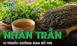 Nhân trần - Vị thuốc dưỡng gan bổ tim nhưng ít người biết 