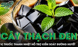 Loại cây làm thạch đen quen thuộc hóa ra là vị thuốc thanh nhiệt hỗ trợ kiểm soát đường huyết 