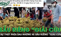 Sự thật đáng buồn phía sau những tấm bảng 'giải cứu' sầu riêng giá 25.000 đồng/kg