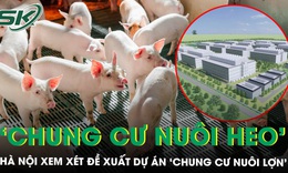 Hà Nội xem xét xây dựng tổ hợp chăn nuôi lợn trong nhà cao tầng
