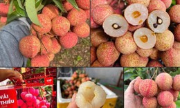 Một loại quả đặc sản của Việt Nam chính thức chinh phục thị trường Mỹ